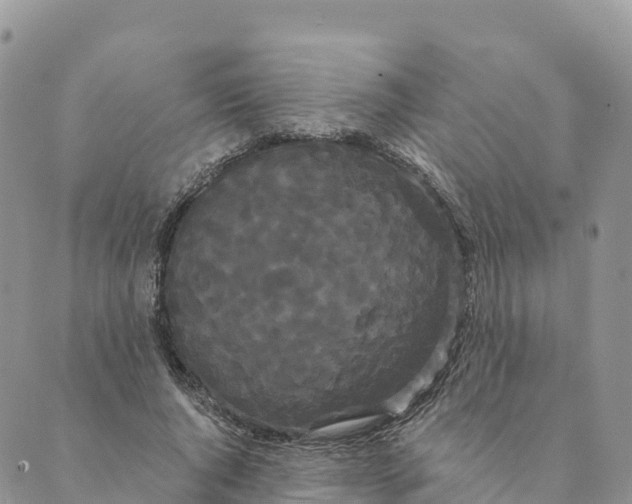 X0000088590736200706221340