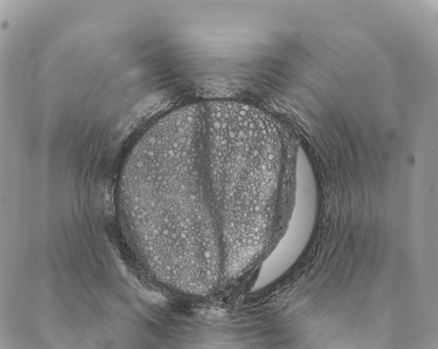 X0000088590743200706221340