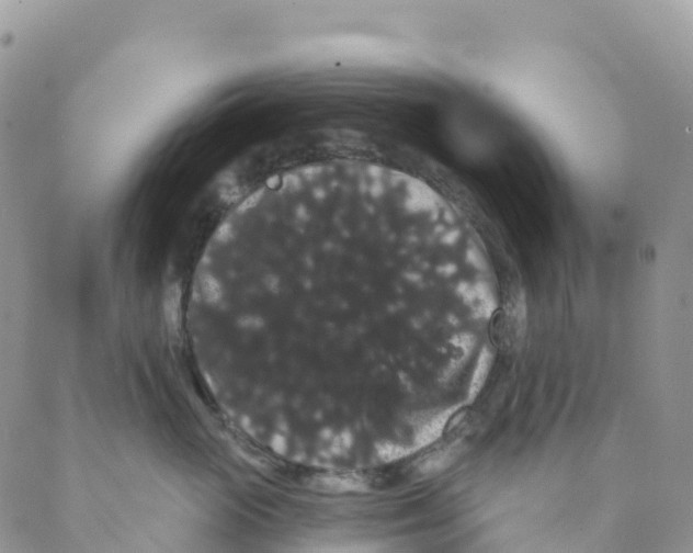 X0000088590765200706221341