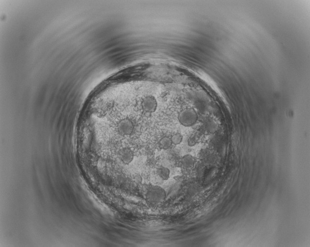 X0000088590791200706221340