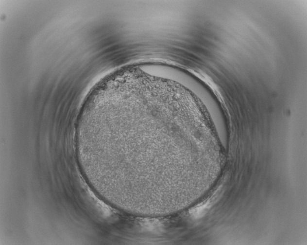 X0000088590799200706221340