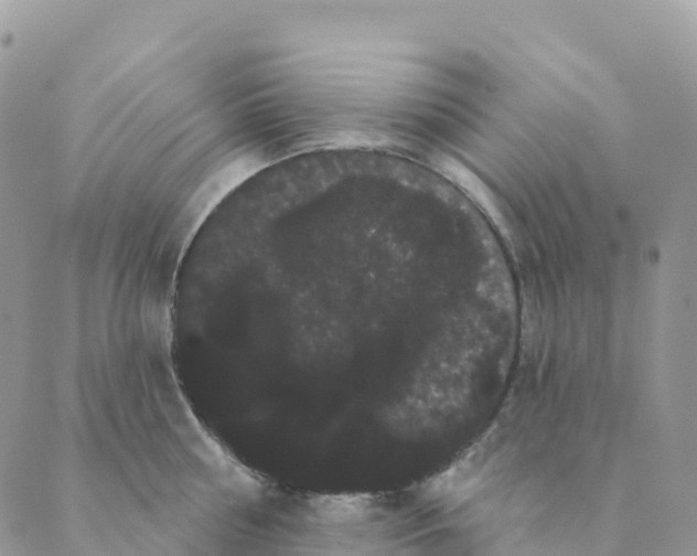 X0000088590810200706221339