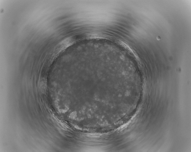 X0000088590825200706221339