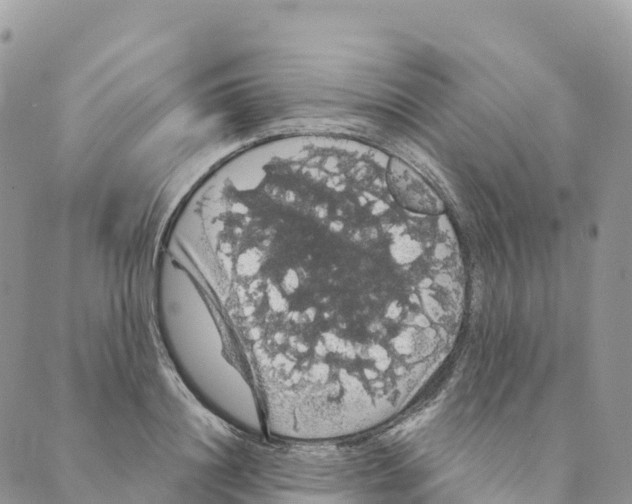 X0000088590844200706221339