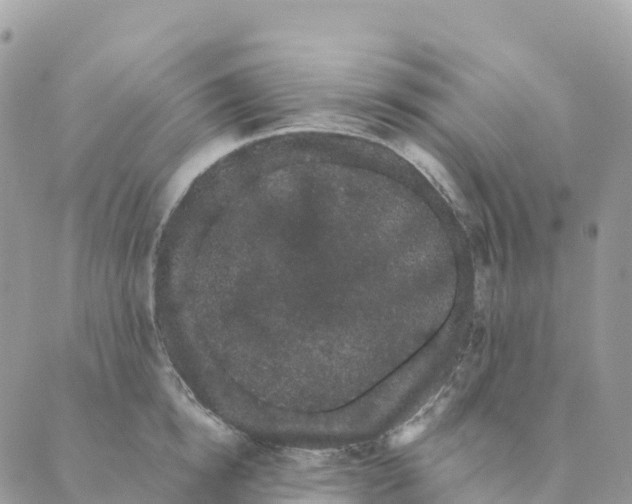 X0000088590854200706221339