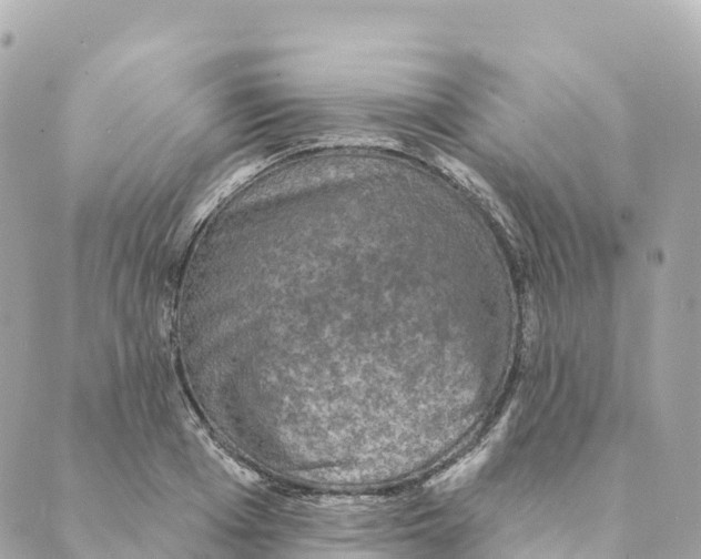 X0000088590985200706221337