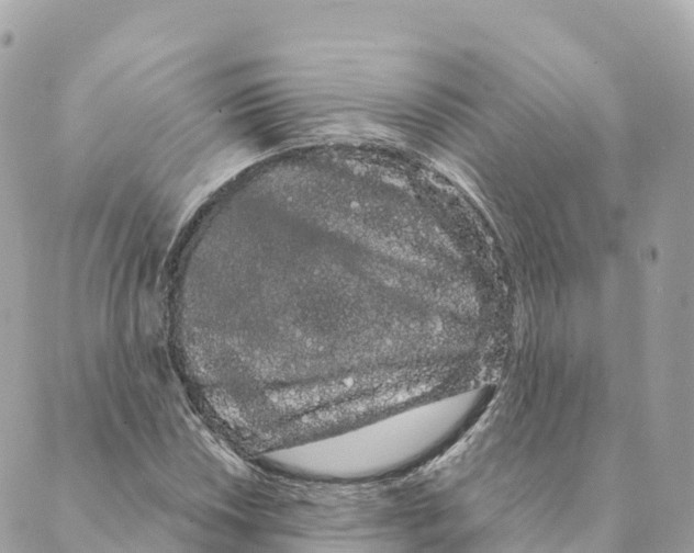 X0000088591018200706221336