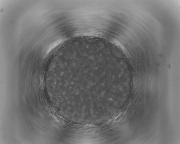 X0000088591064200706221335