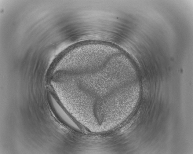 X0000088591070200706221335