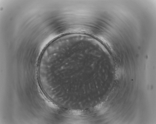 X0000088591086200706221335