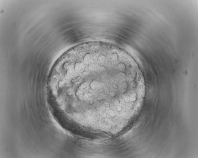 X0000088591100200706221335