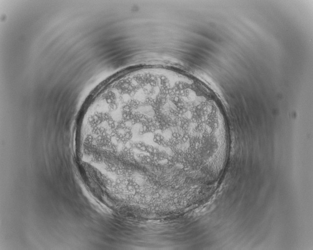 X0000088591128200706221334