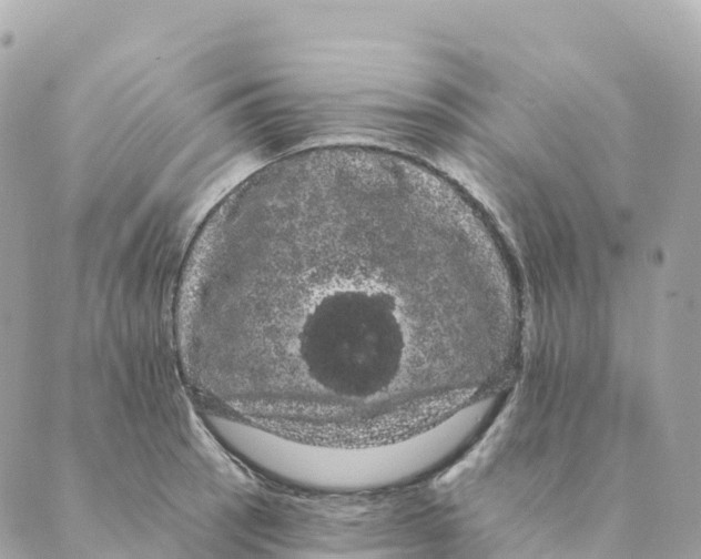 X0000088591137200706221334