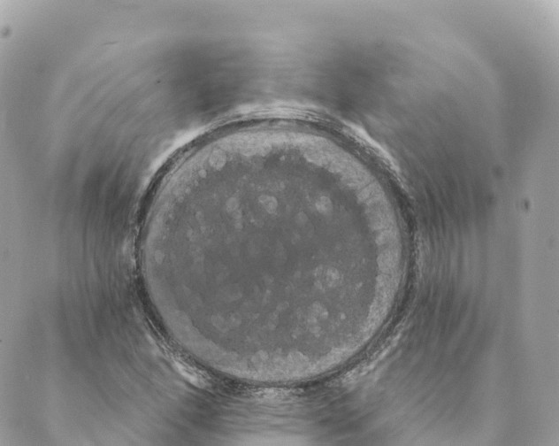 X0000088591166200706221334