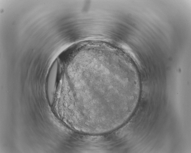 X0000088591284200706221332