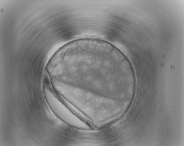 X0000088591296200706221332