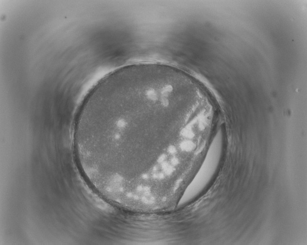 X0000088591416200706221330