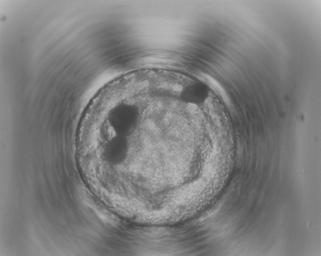 X0000088591435200706221330