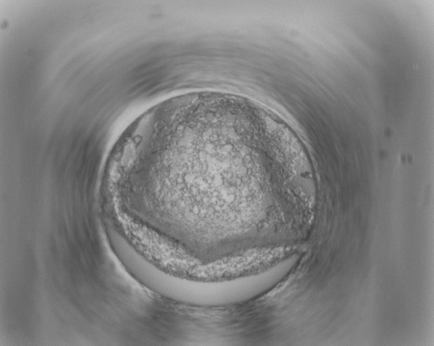 X0000088591536200706221328