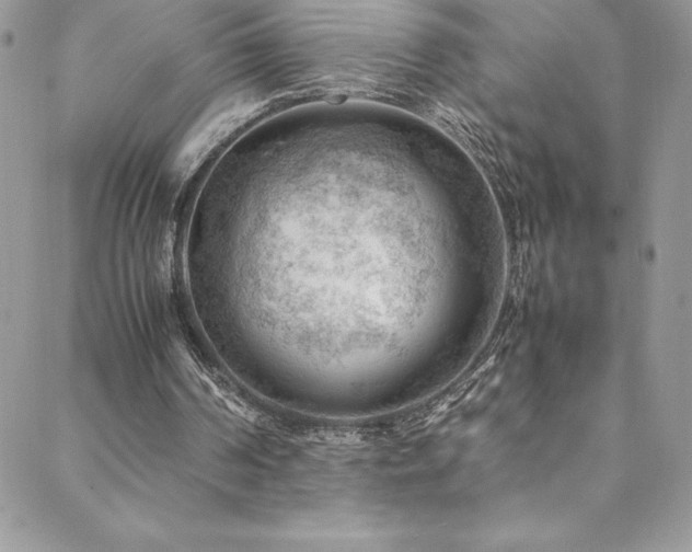 X0000088600194200705251222