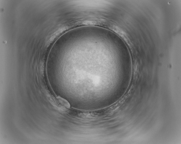 X0000088600297200705251221