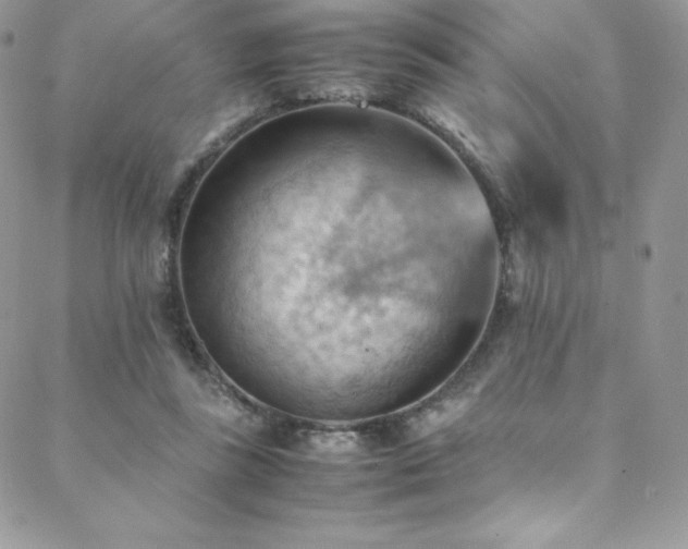 X0000088600355200705251220