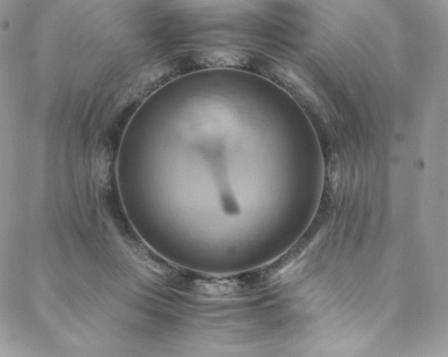 X0000088600359200705251220