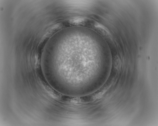 X0000088600420200705251219