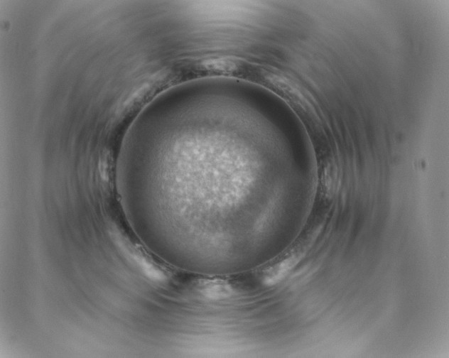 X0000088600424200705251219