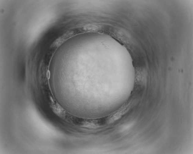 X0000088600431200705251219