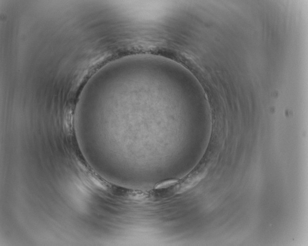 X0000088600624200705251215