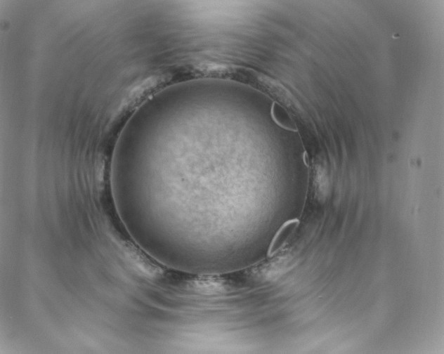 X0000088600668200705251215