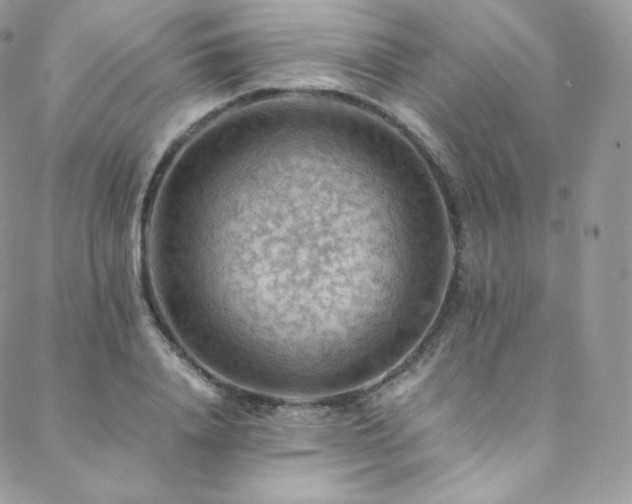 X0000088600840200705251212