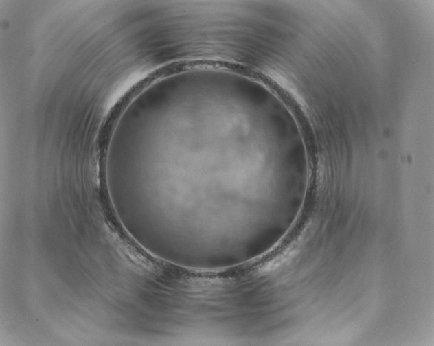 X0000088600925200705251210