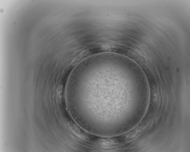 X0000088600275200706011210