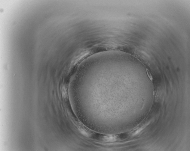 X0000088600335200706011209