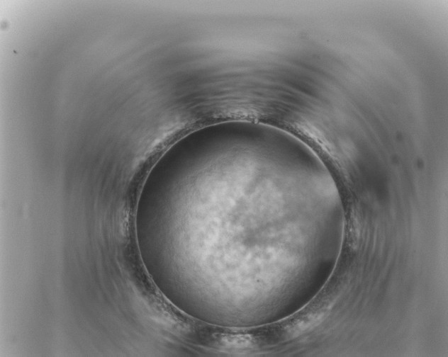 X0000088600355200706011208