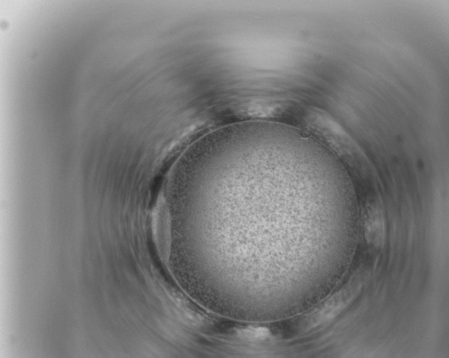 X0000088600374200706011208