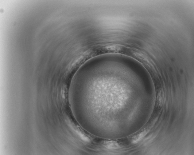 X0000088600424200706011207