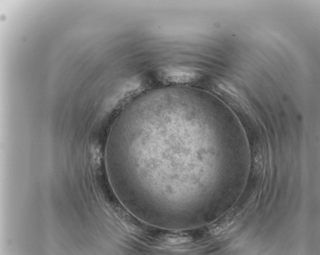 X0000088600555200706011205