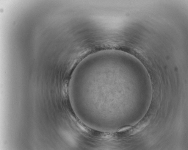 X0000088600624200706011204