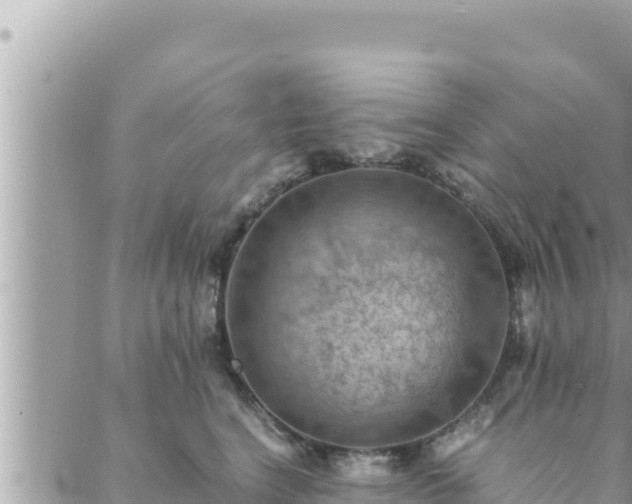 X0000088600664200706011204