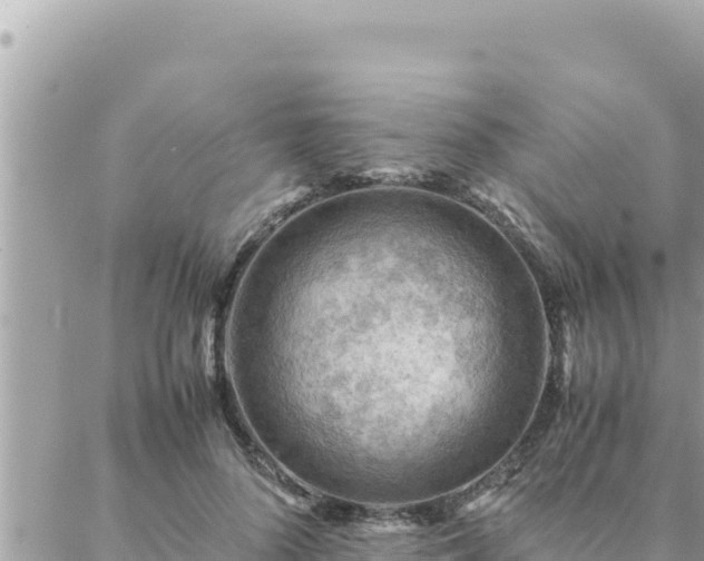 X0000088600696200706011203