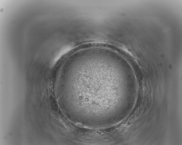 X0000088601255200706011154