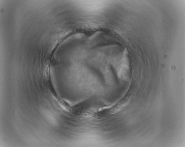 X0000088600624200706081354