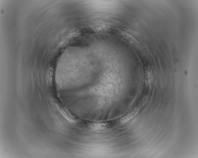 X0000088600664200706081354