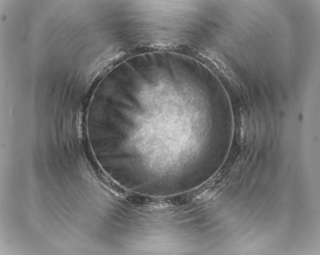 X0000088600696200706081353