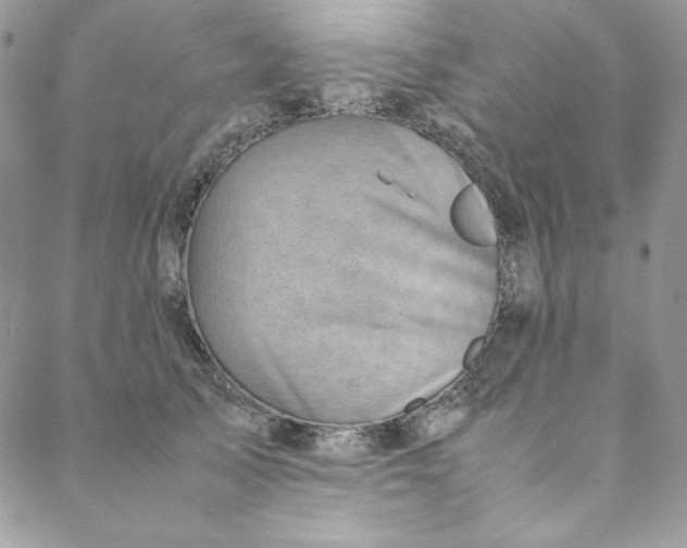 X0000088600705200706081353