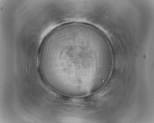 X0000088601271200706081344