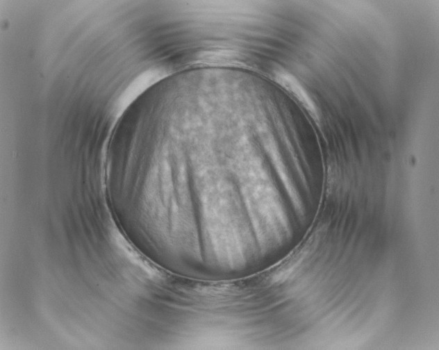 X0000088601386200706081342